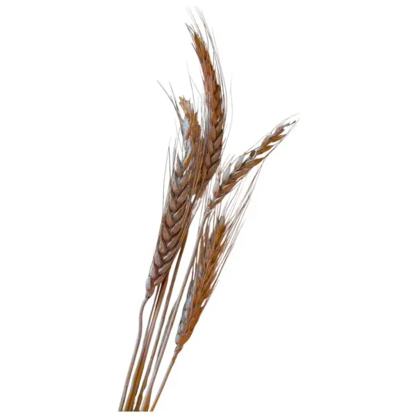 Szárazvirág búza 5 szál - szürke