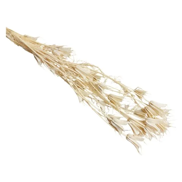 Szárazvirág Nigella orientalis - fehér